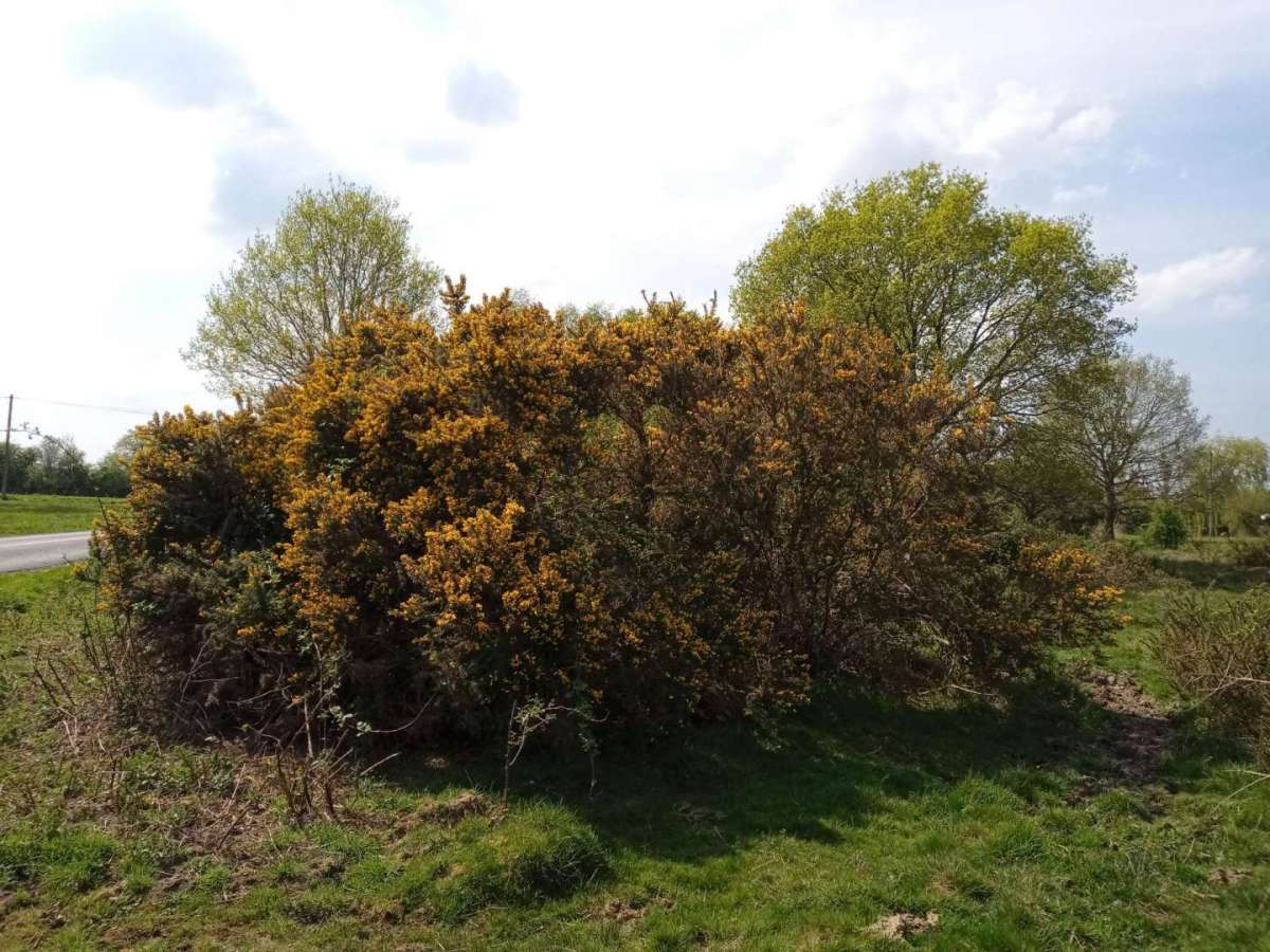 Large gorse plant in flower on Monkwood Green Common